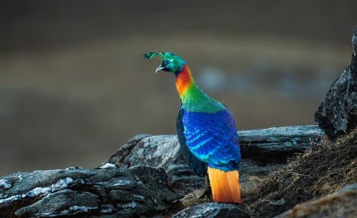 himalayan