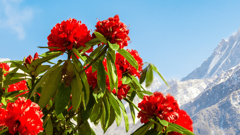himalayan